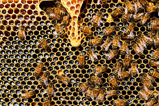 Pszczelarstwo – pasja, hobby czy pomysł na biznes?